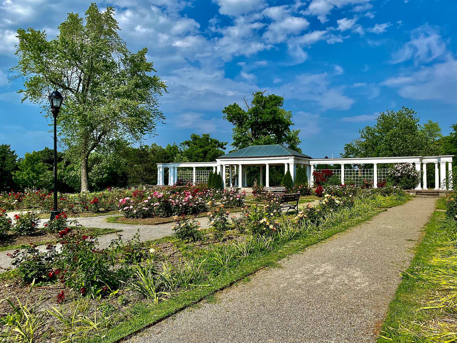Delaware Park Rose Garden, Buffalo, New York 20210613