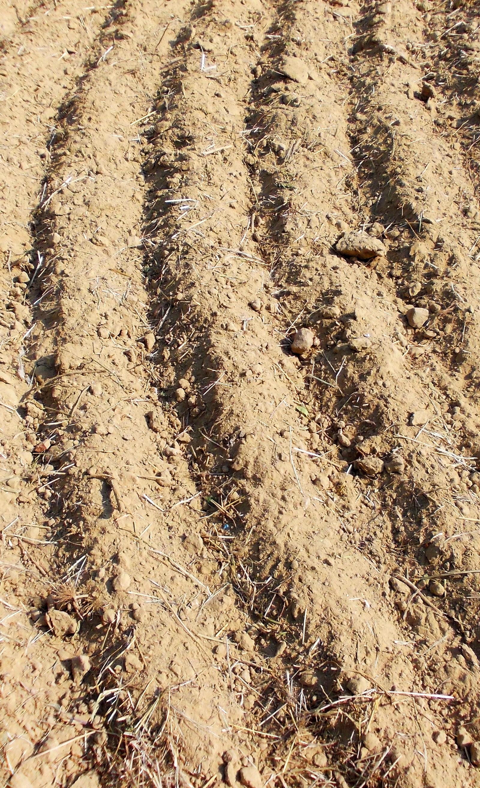 Buffalo Gardeners Combat Clay Soil: Mid-Summer Maintenance Guide